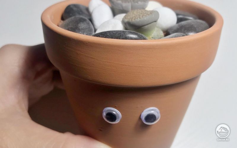 Мои литопсы.