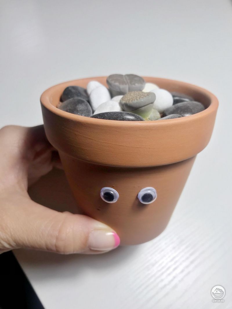 Мои литопсы.