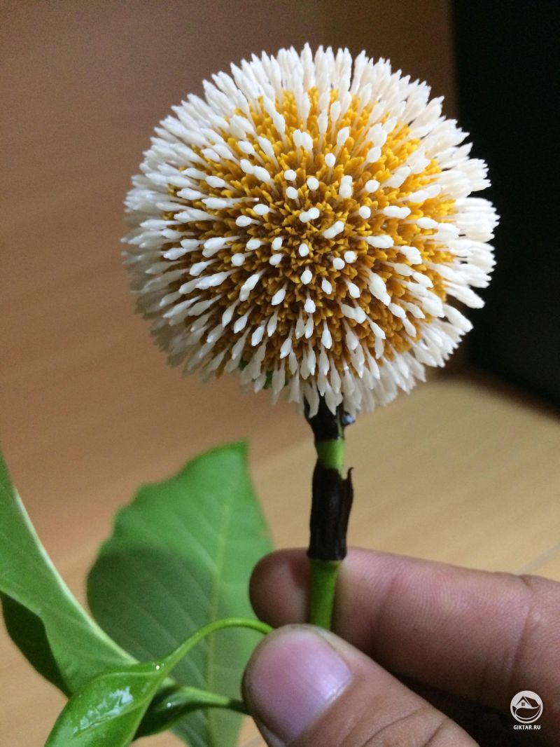 Это цветок дерева кадамба , растущего в Бангладеш.