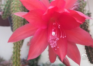 Апорокактус плетевидный цветет