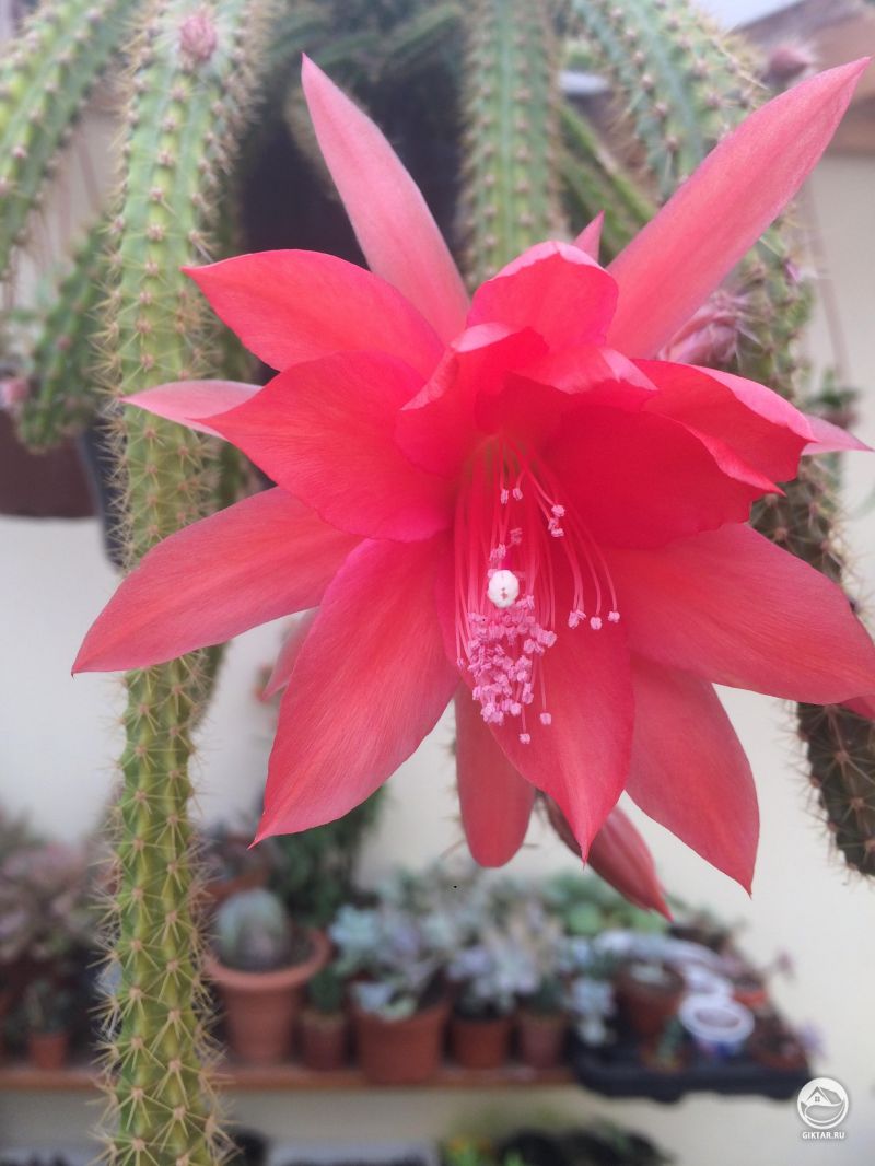 Апорокактус плетевидный цветет