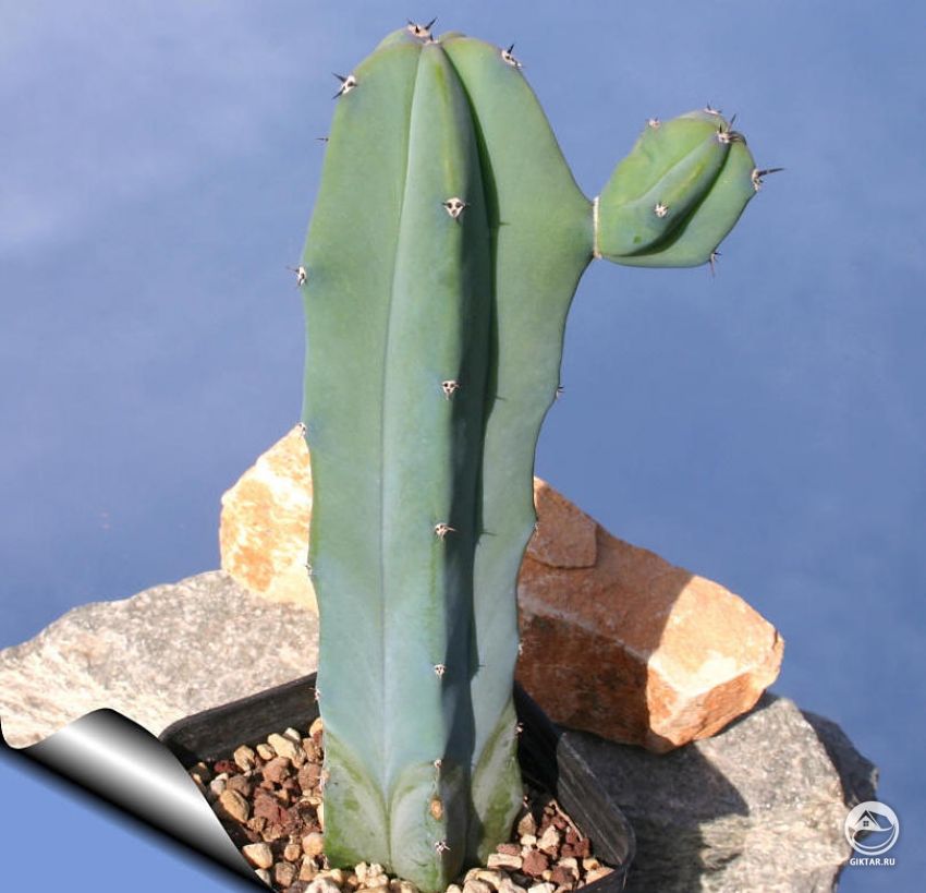 Миртиллокактус геометрический (Myrtillocactus geometrizans) Миртиллокактус геометрический (Myrtillocactus geometrizans)