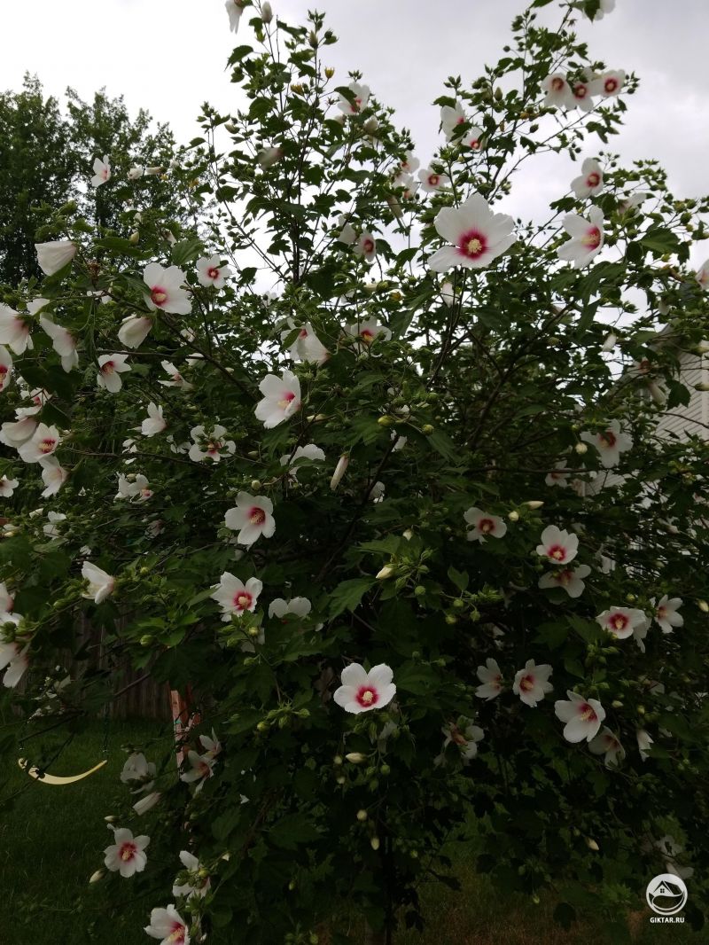 Узнаете что это за дерево? Это один из видов мальвы.