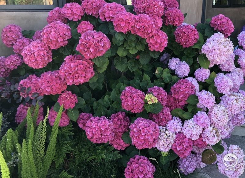 Мои гортензии в этом году