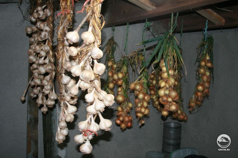 Урожай луча и чеснока.