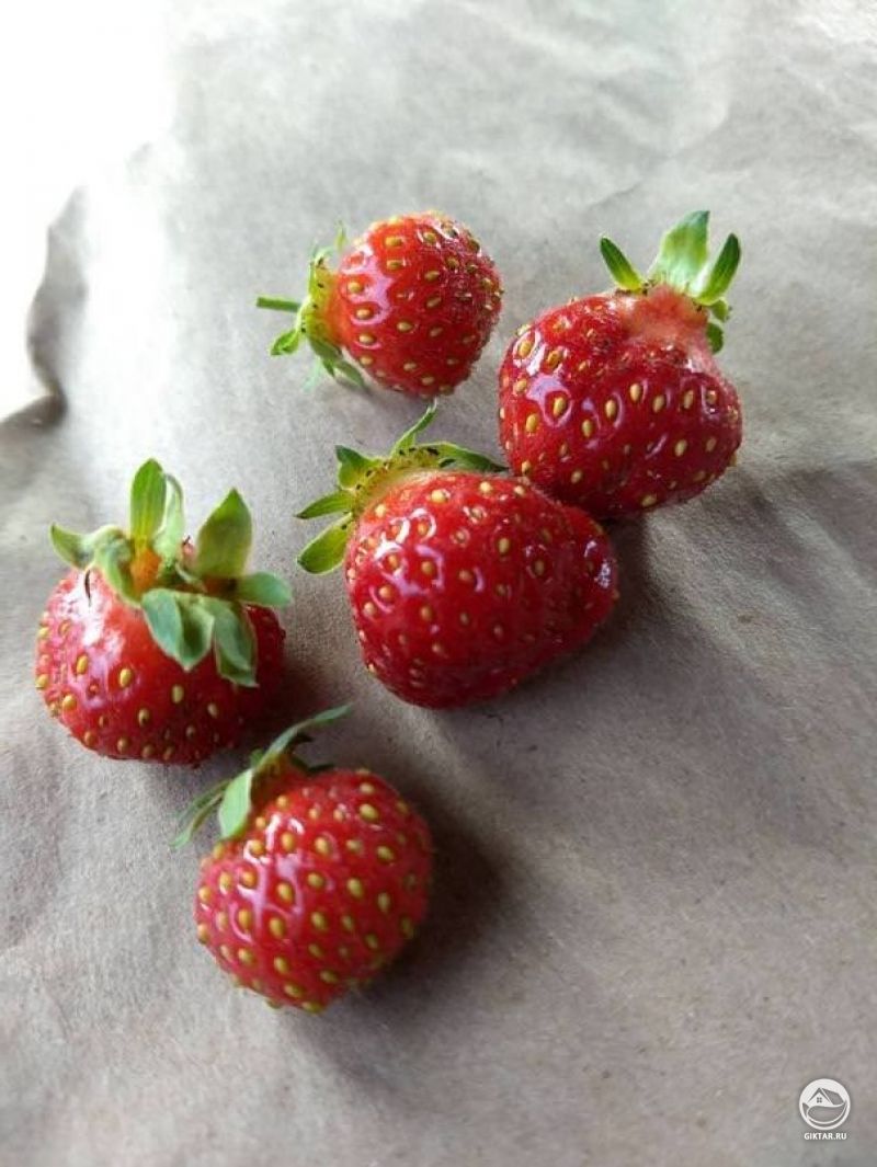 Мой первый урожай гидропонной земляники!