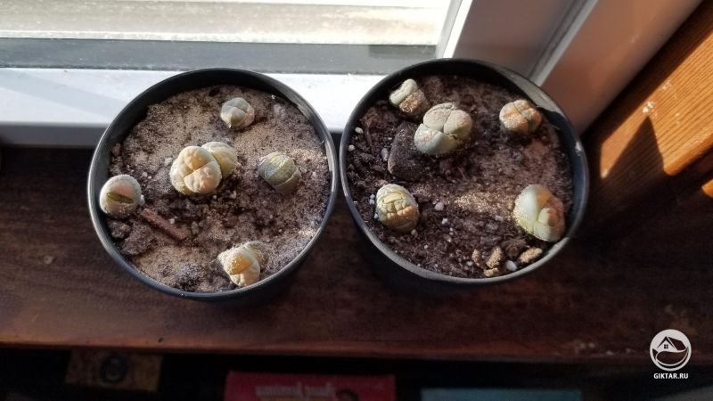 Литопсы начали расти