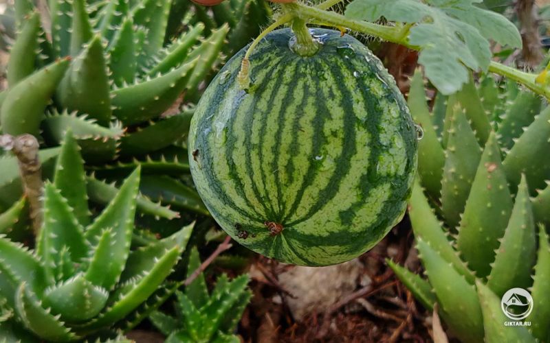Этот арбуз растет в горшке с суккулентами