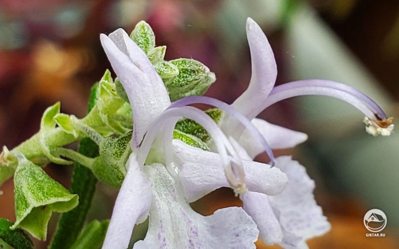 Цветущий розмарин