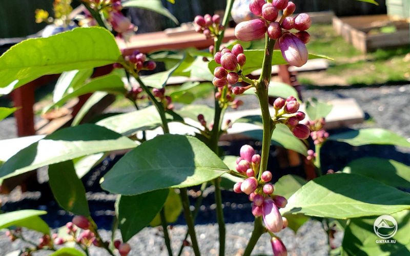 Лимон Мейера с бутонами