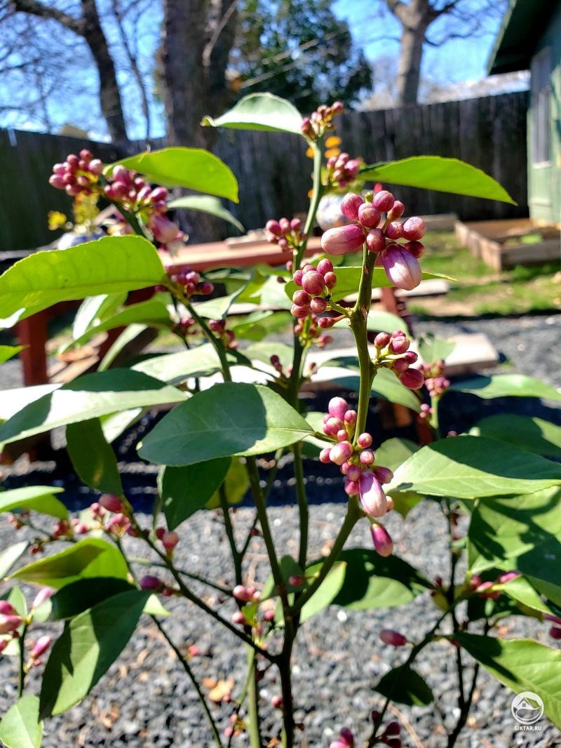 Лимон Мейера с бутонами