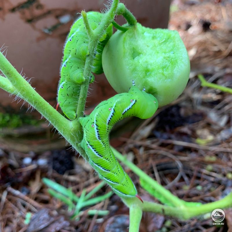 Маленькие пожиратели томатов