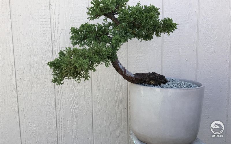 Можжевельник бонсай полукаскад