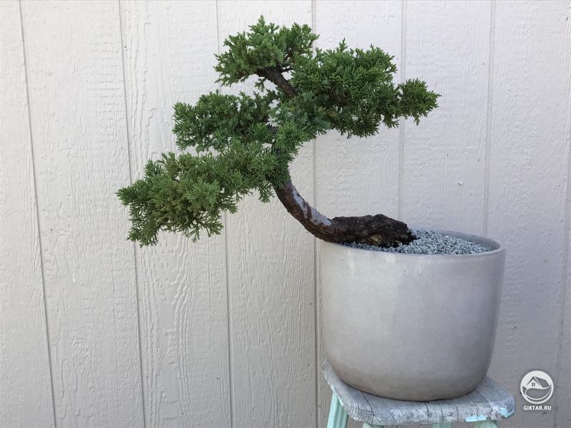 Можжевельник бонсай полукаскад