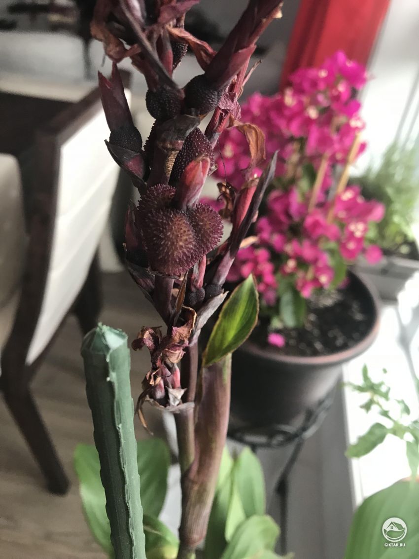 Что это за колючие шарики на моей канне?