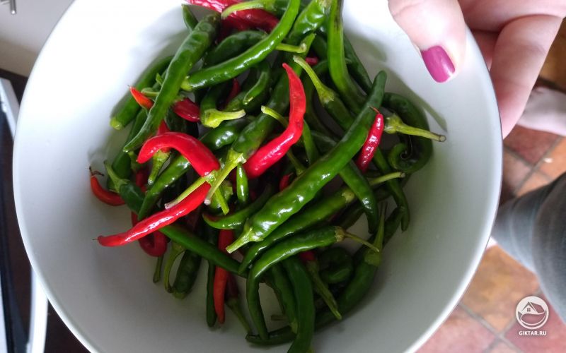 Мой первый урожай чили-перца