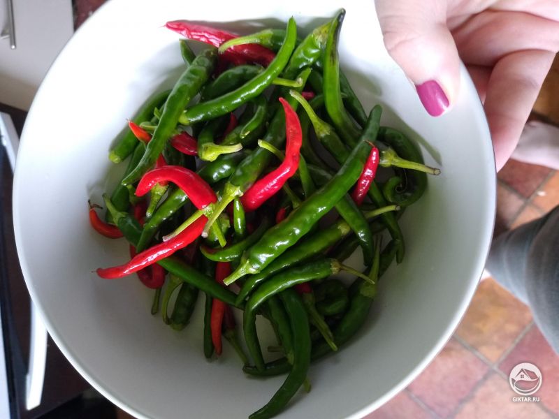 Мой первый урожай чили-перца