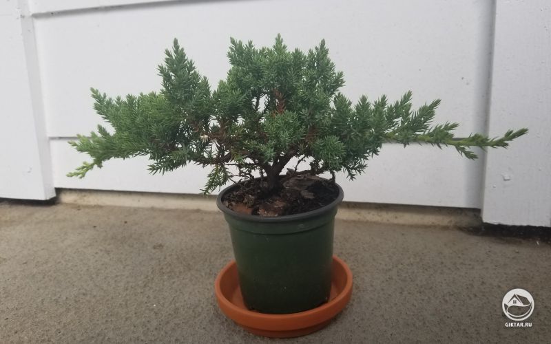 Карликовый японский можжевельник. Мой первый бонсай.