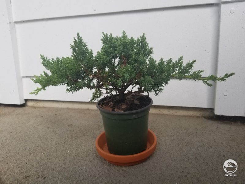 Карликовый японский можжевельник. Мой первый бонсай.
