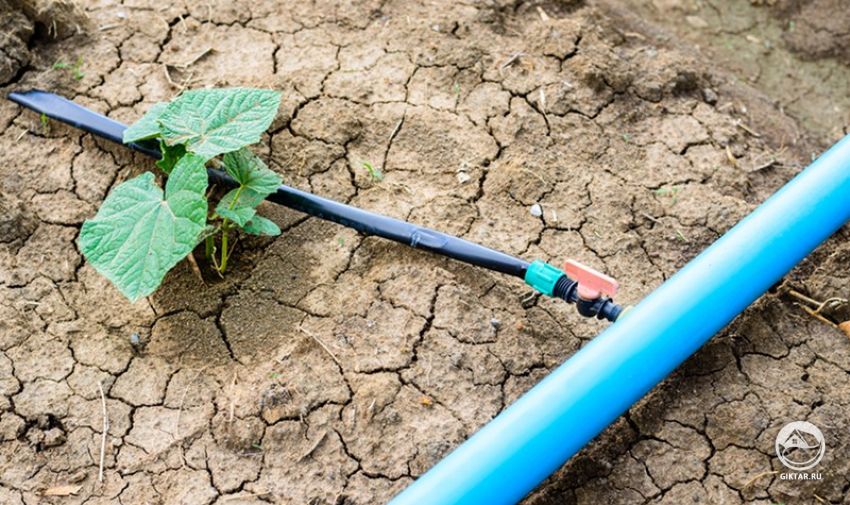полив огорода в жару и засуху полив огорода в жару и засуху