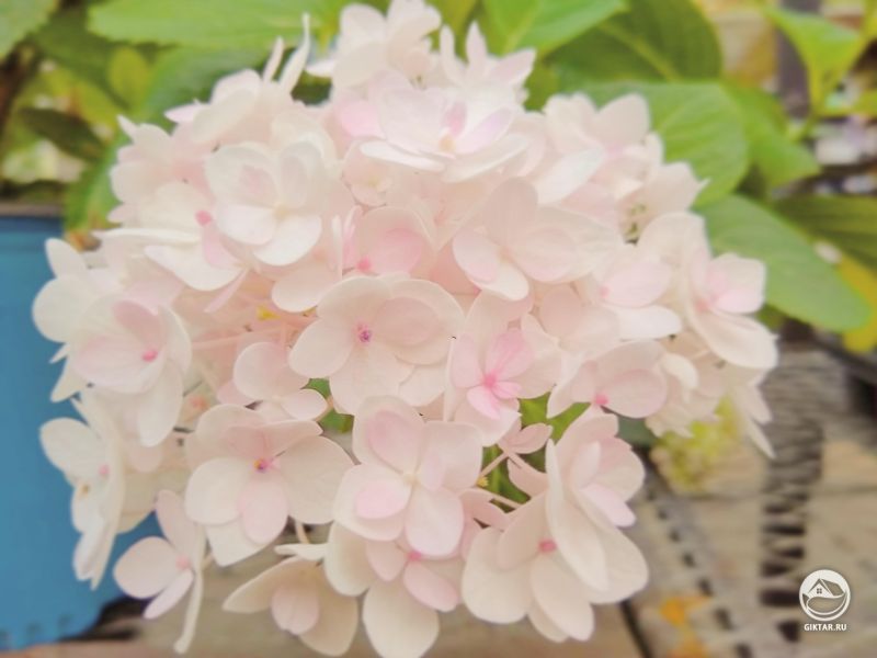 Маленькая розовая гортензия