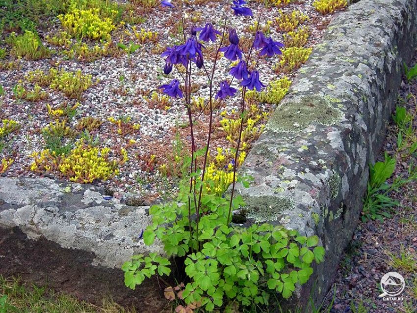 Аквилегия или водосбор обыкновенный Аквилегия или водосбор обыкновенный. Разнообразие сортов.