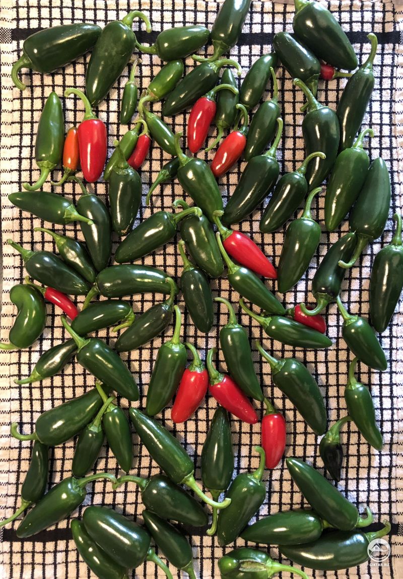 Урожай перца чили