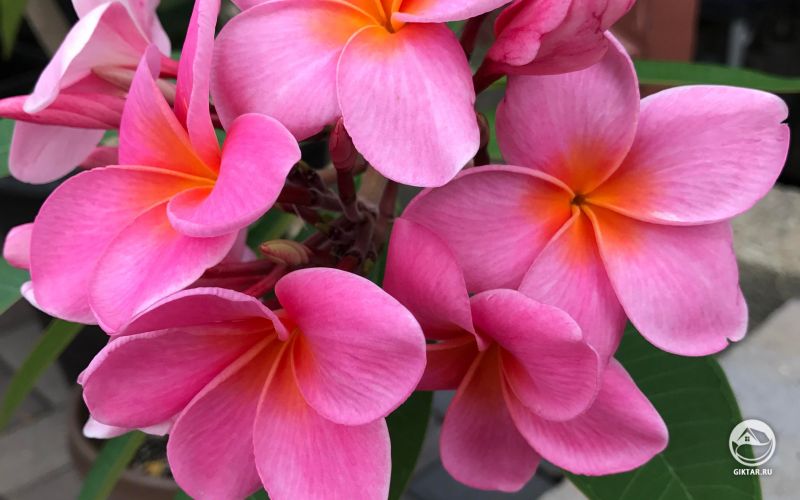 Плюмерия цветущая