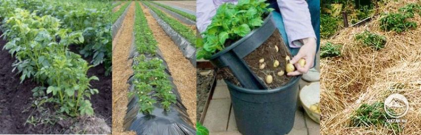 Способы выращивание картофеля: в гребнях, в траншеях, в ямках, под пленкой.