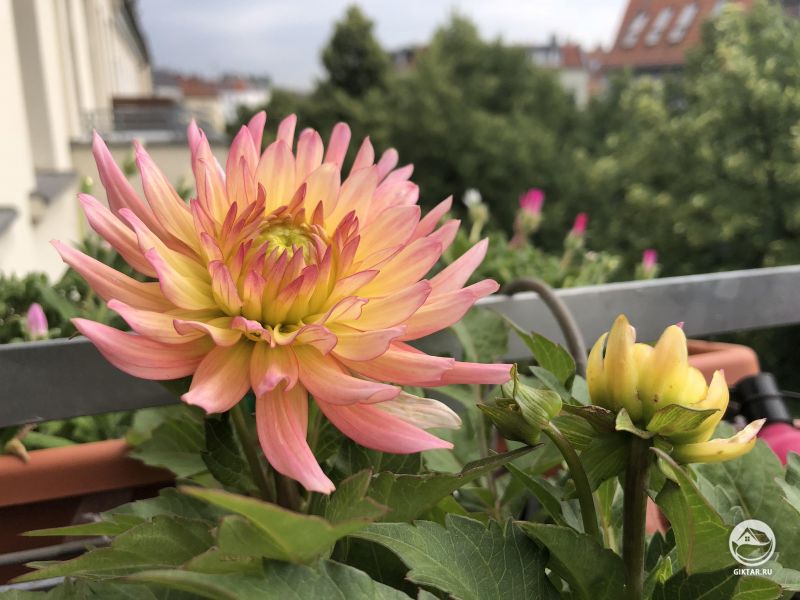 Мои георгины, выращенные на балконе .