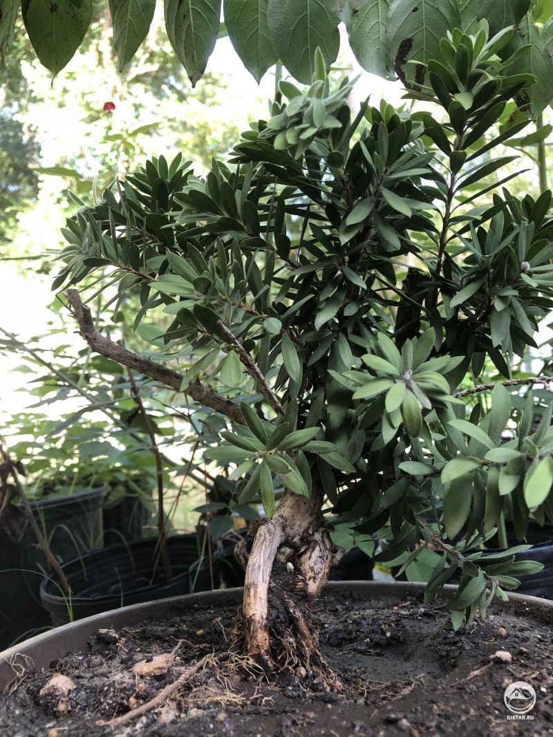 Каллистемон ямадори