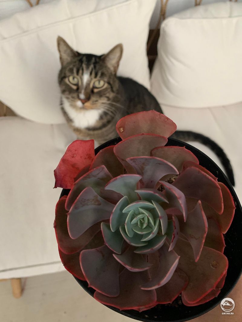 Эхеверия "Персия"