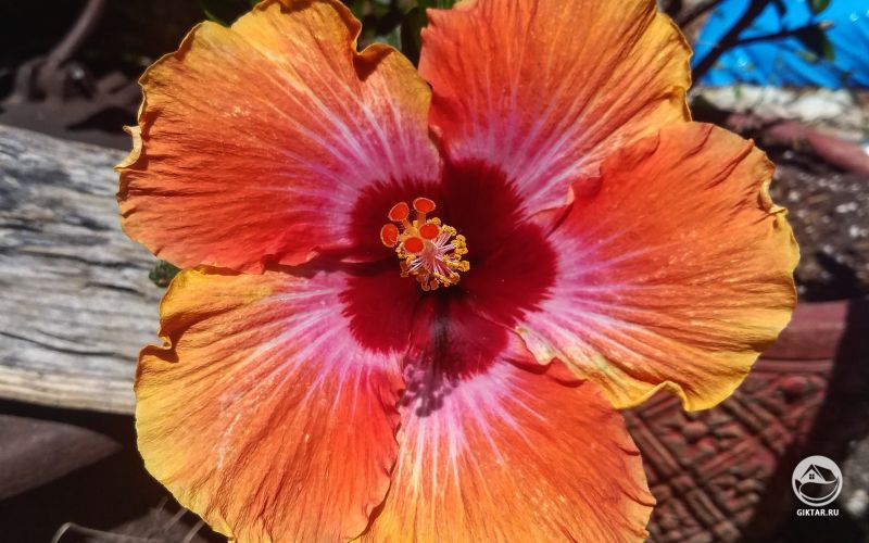 Мой гибискус. Горячий, как заказное солнце.