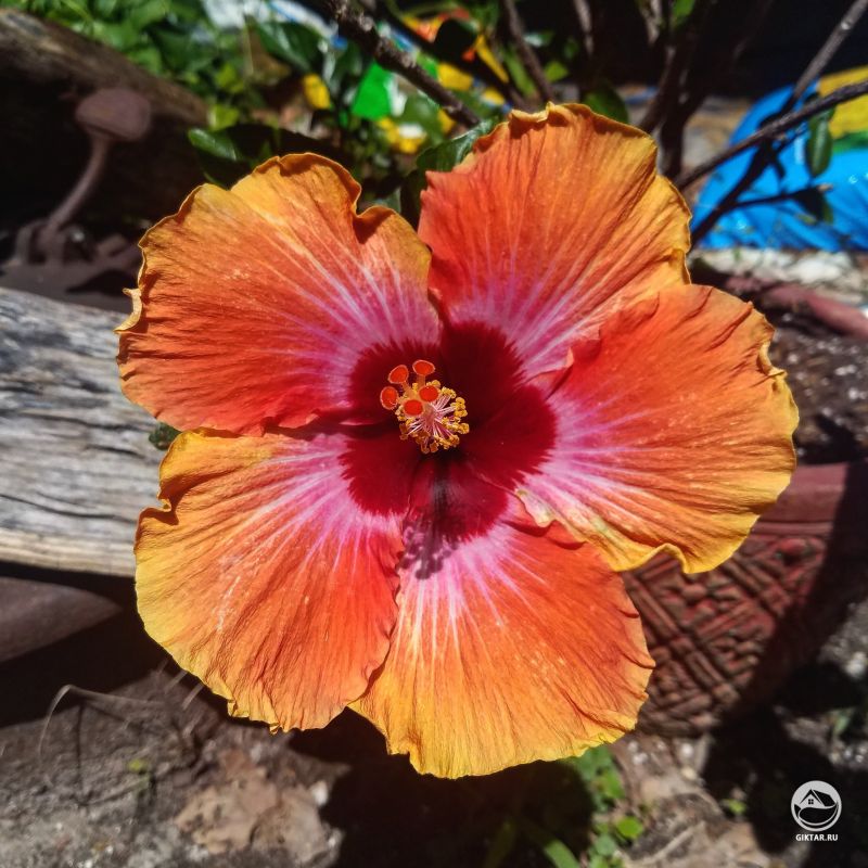 Мой гибискус. Горячий, как заказное солнце.