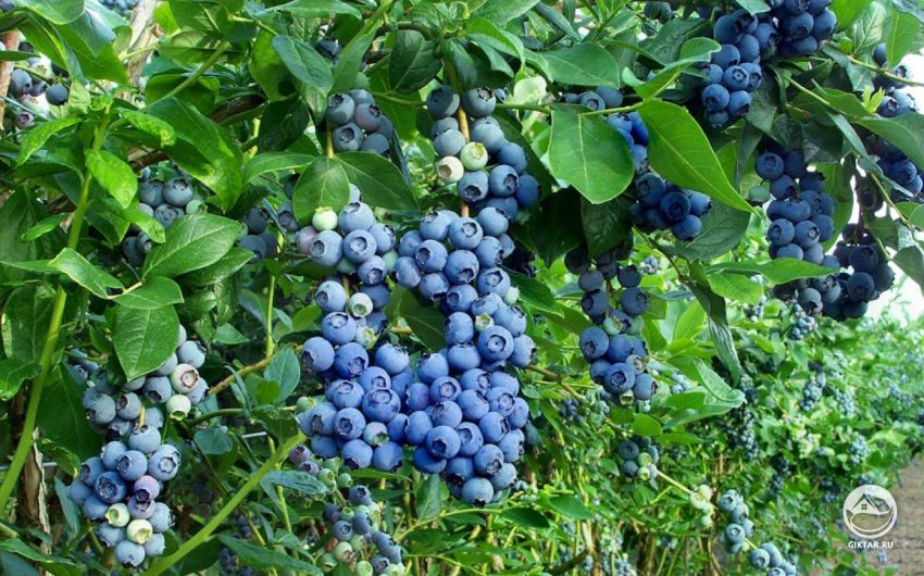 Садовая голубика