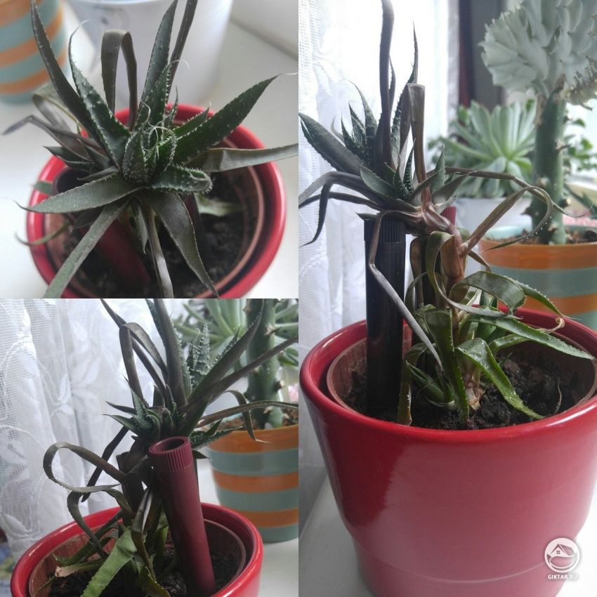 Как мне спасти этот умирающий алоэ ?