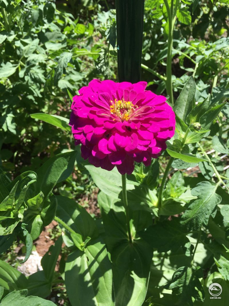 Моя первая цинния зацветет!