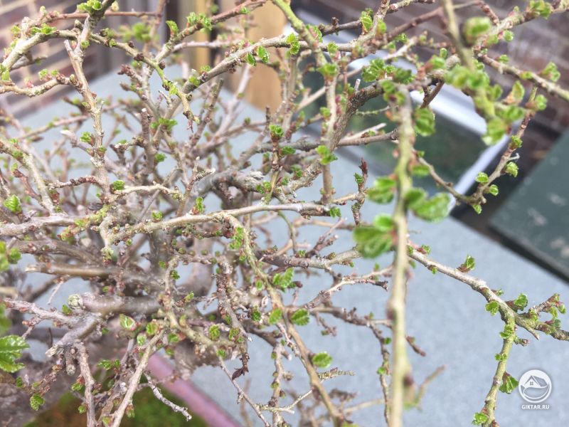 Китайский вяз ожил после заморозков .