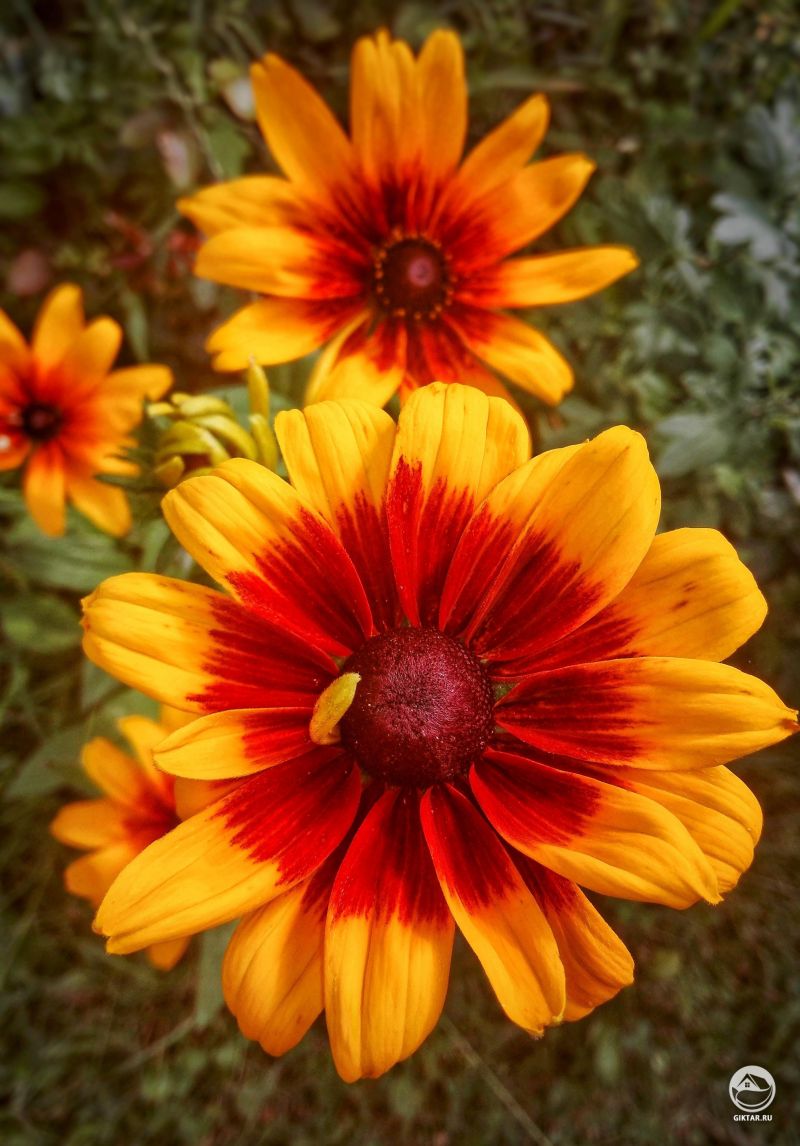 Рудбекия волосистая - удивительные цвета