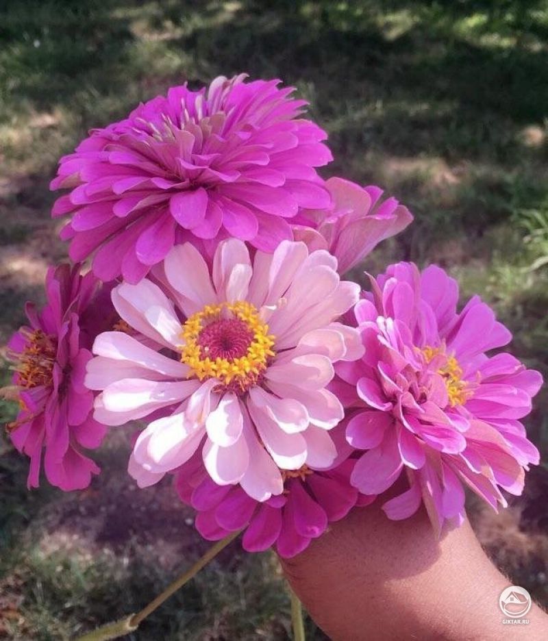 Циннии из моего цветочного сада!