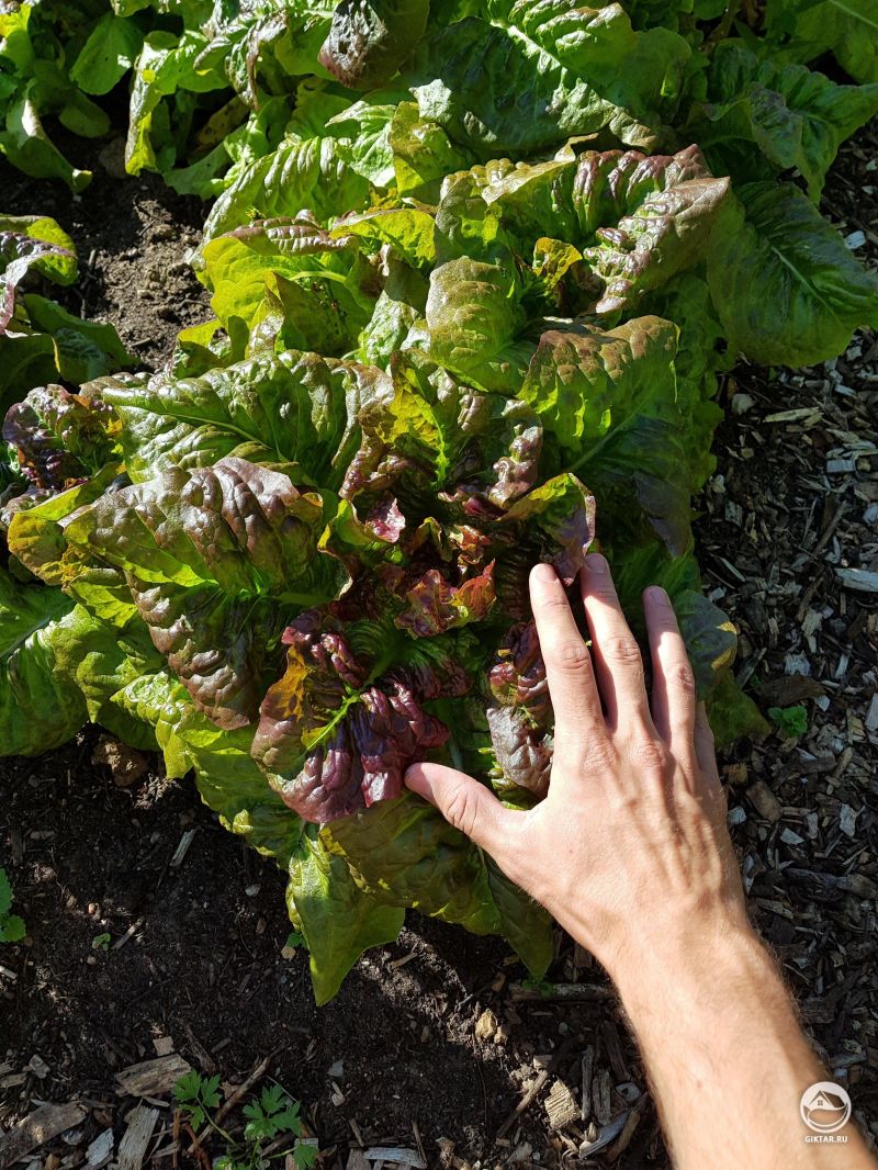 Первый год выращивания салата! Легче, чем я думал.