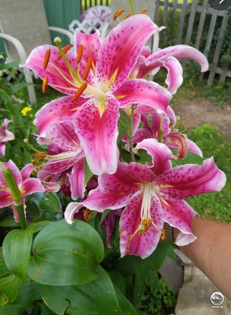 Азиатские лилии - малиновые с пятнышками