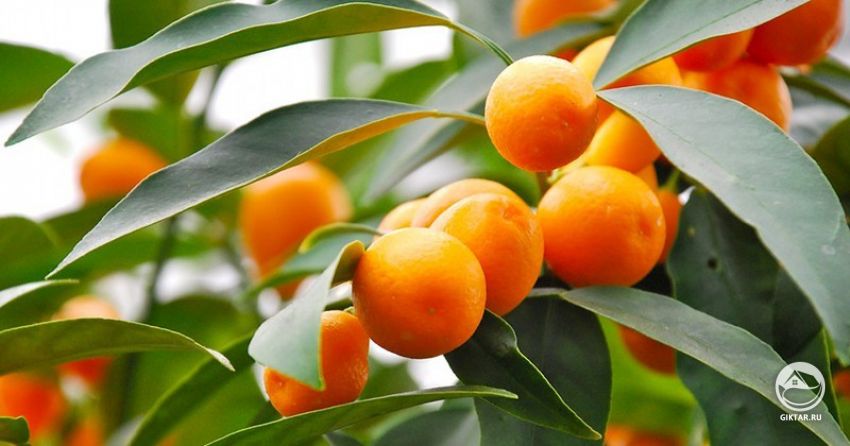 Малайский кумкват (Fortunella polyandra) Малайский кумкват (Fortunella polyandra)