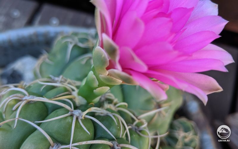 Цветущий тридцатилетний кактус