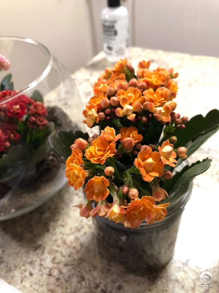 Какие это цветы?