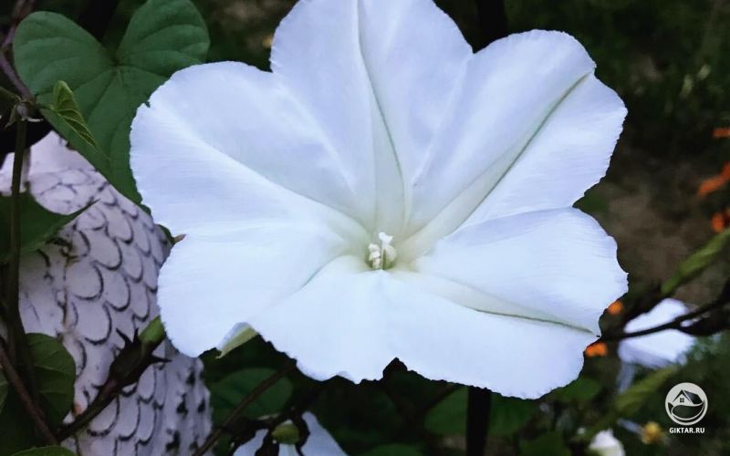 Белая ипомея или лунный цветок