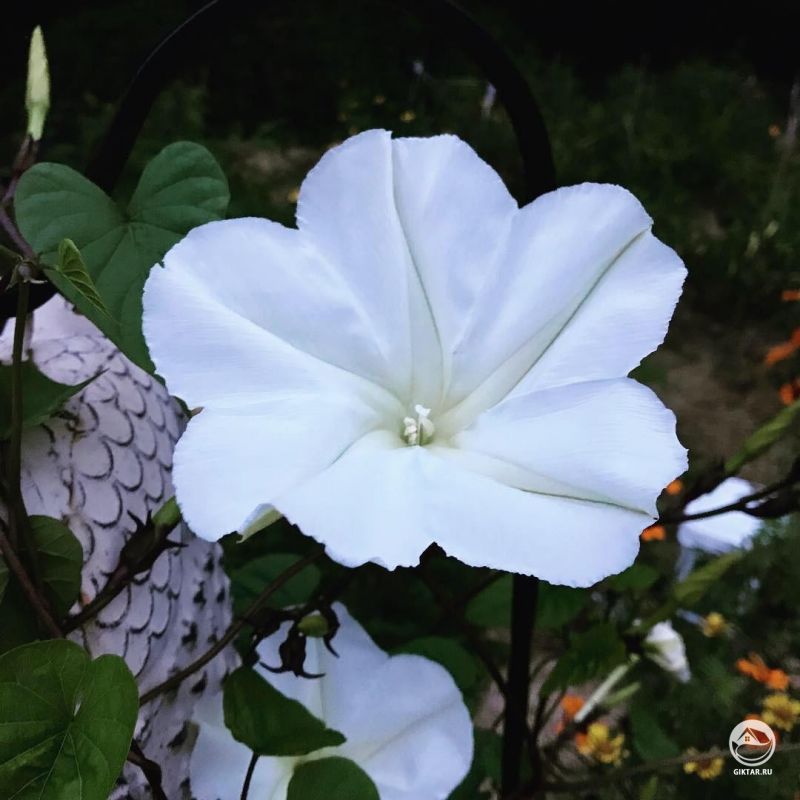 Белая ипомея или лунный цветок