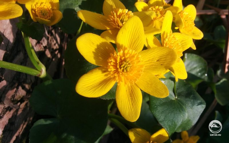 Калужница болотная