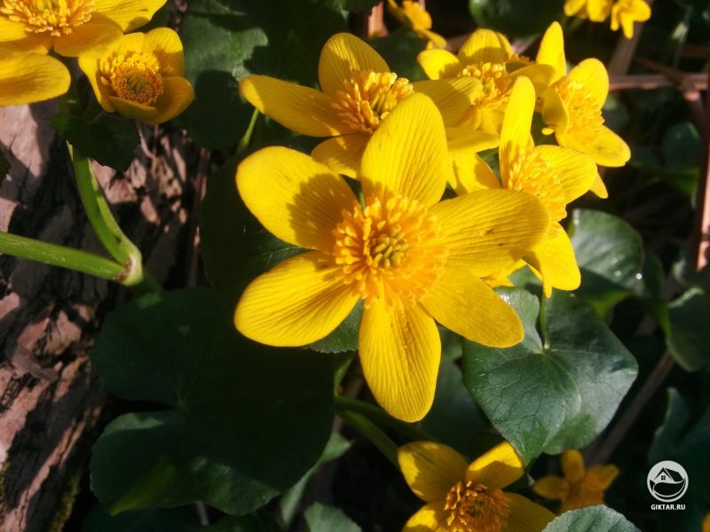 Калужница болотная