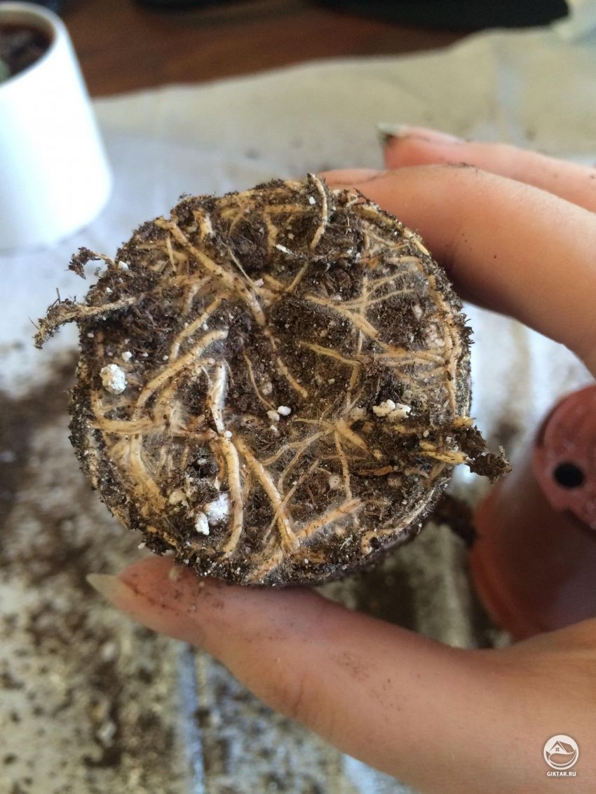 Что с корнями этого кактуса?. Это плесень ?